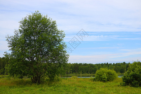 湖和森林附近绿树的景色很美图片