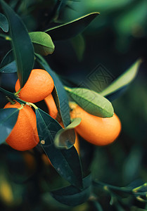 外来水果园 有机食品和果树中的普通话树网状橙子叶子水果奢华品牌绿色宏观花园推广背景图片