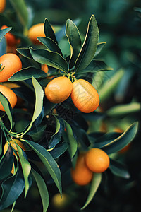 外来水果园 有机食品和果树中的普通话树树叶树林网状叶子假期推广食物橘子花园植物背景图片