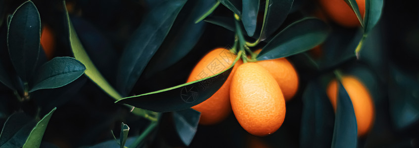 外来水果园 有机食品和果树中的普通话树绿色水果叶子假期橘子奢华宏观树叶网状橙子背景图片