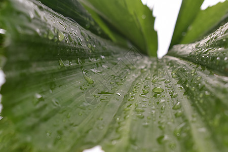 雨滴落在树叶上 休假时溅出大小不一的水滴图片