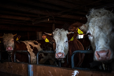 在一个农村农场的谷仓里的奶牛家畜产业牛肉奶制品哺乳动物摊位小牛生产农业牛棚图片