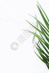 白色大理石背景的绿色异国风叶 奢侈品品牌平板布局和模型品牌身份设计推广科学草本植物样机生态植物叶子奢华情调植被图片