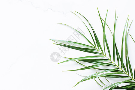 白色大理石背景的绿色异国风叶 奢侈品品牌平板布局和模型品牌身份设计样机草本植物科学宏观植物叶子环境情调地球气候图片