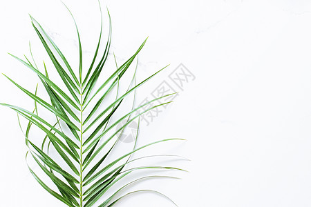 白色大理石背景的绿色异国风叶 奢侈品品牌平板布局和模型品牌身份设计叶子草本植物植物推广科学样机宏观地球情调假期图片