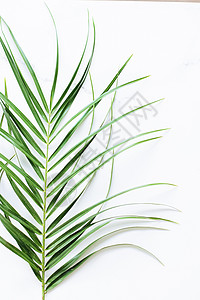 白色大理石背景的绿色异国风叶 奢侈品品牌平板布局和模型品牌身份设计植被情调样机生态宏观科学假期草本植物气候植物图片