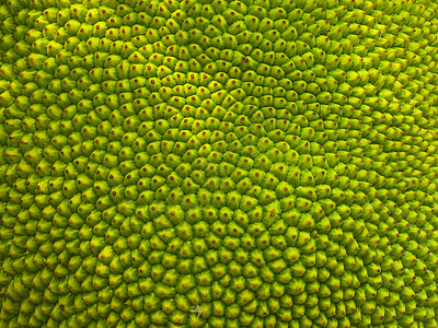 抽象的绿色自然模糊年轻菠萝蜜的背景 由尖尖的皮肤 frui 的特写纹理图片