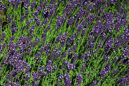 夏季芬芳的薰衣草盛开的田野 用于医药和香料旅行蓝色农村疗法植物芳香园艺香水国家草本植物图片