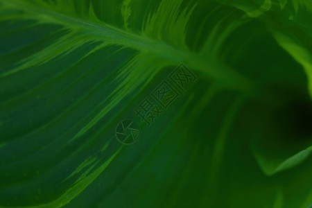 热带植物的绿色幼叶 背景情调叶子水果雨林植物园树叶墙纸季节生态花园图片