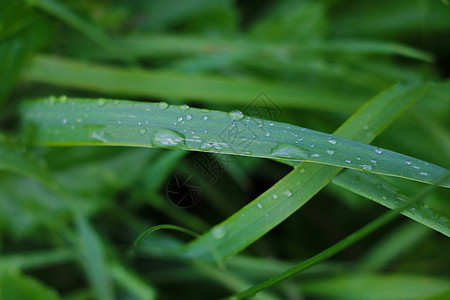 雨后有水滴的草和植物的绿叶飞沫生活植物群环境生长液体草地气泡太阳花园图片