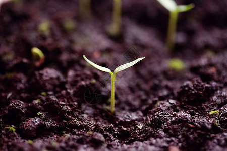 青绿色的胡椒芽在地上蔬菜农场菜园植物土地幼苗种子园艺温室叶子图片