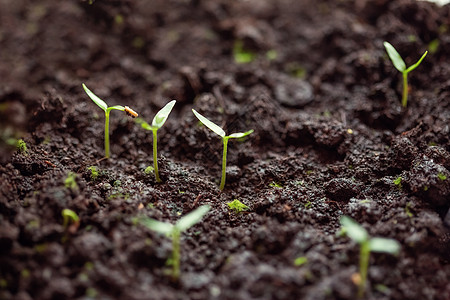 青绿色的胡椒芽在地上生态农业农场菜园地面雨滴背景蔬菜土壤温室图片