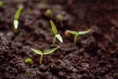 青绿色的胡椒芽在地上背景菜园园艺农场农业生长土地温室叶子幼苗图片