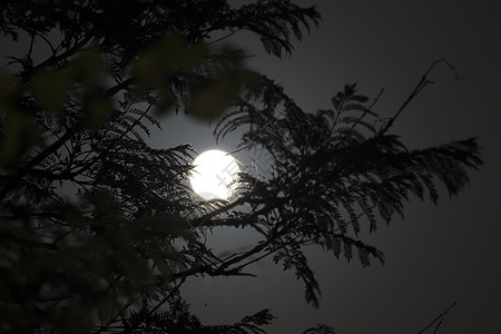 美丽的满月 在树枝后面月亮阳光地点太阳天文学高度天体科学物理学历史图片