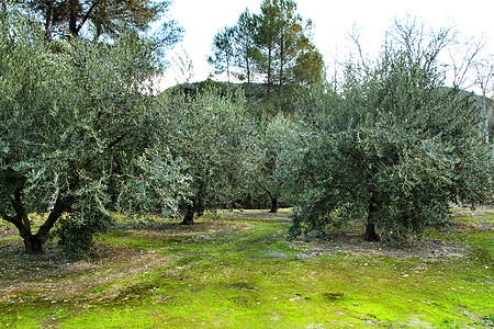 绿苔的土地上种植橄榄树收成农村土壤文化全景蔬菜木头旅行植物树叶图片