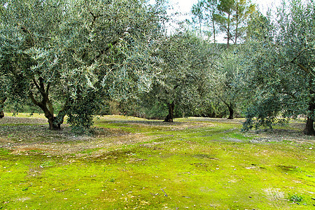 绿苔的土地上种植橄榄树国家农村蔬菜季节树木环境全景场地旅行收成图片