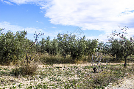 西班牙南部美丽的橄榄树种植园 南西班牙蔬菜栽培木头植物树木树叶农业文化旅行土地图片