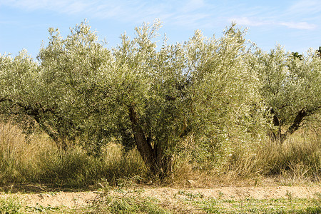 西班牙南部美丽的橄榄树种植园 南西班牙土地季节土壤环境植物农田风景农村树叶全景图片
