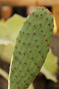 色彩多彩的 Opuntia 纹理图片