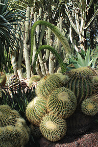 不同种类仙人掌的岩石荒野晴天植物学松树培育脊柱沙漠种植园公园园艺图片