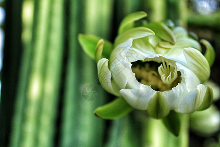 白色仙人掌花天空情调热带沙漠植物学花园荆棘药品雌蕊蓝色图片