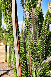 前卫的仙人掌植物脊柱园艺叶绿素瓷器沙漠生长树液植物学肉质花园图片