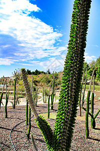 前卫的仙人掌植物植物学树液树叶肉质异国叶绿素沙漠花园瓷器脊柱图片