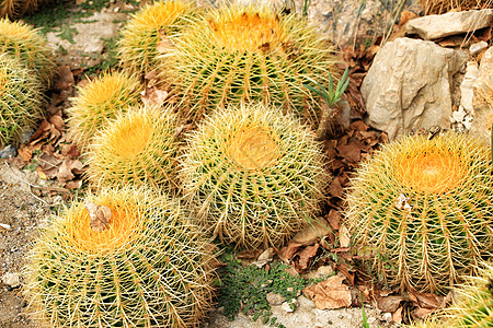 前卫的纹理力量斗争花园生存绿色挑战顶峰植物植物学软垫图片