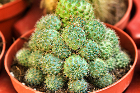 仙人掌花盆植物学花瓶植物群肌肉发芽热带沙漠农业爱好脊柱图片