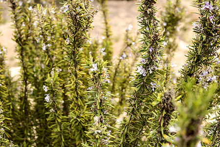 工厂迷迭香树叶叶子草本植物紫色香料唇形科植物墙纸生物图片