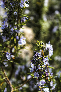 花园中的罗马林斯奥皮基纳利斯植物植被叶子衬套芳香唇形科香料草本植物树叶绿色植物疗法图片