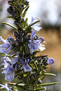 花园中的罗马林斯奥皮基纳利斯植物叶子草本植物香料墙纸衬套芳香绿色植物树叶生物迷迭香图片