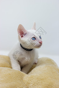 蓝眼睛白底白脸白脸白的白小猫胡子过敏青年惊喜投标工作室婴儿火焰宠物动物图片