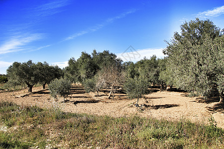 西班牙阿利坎特省橄榄树林旅行土地种植园稻草文化风景环境树叶收成植物图片