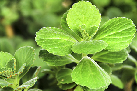 花园中的植物食物弹簧地面唇形科左手香国家园艺热带荒野叶子图片