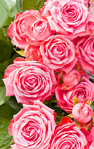 美丽的花卉花卉背景粉红色的玫瑰花花束背景假期植物庆典周年温泉卡片婚礼纪念日花园热情图片