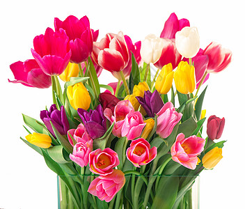 许多美丽多彩的郁金香 树叶在玻璃花瓶中 隔绝在透明背景上 横向照片带有新鲜春花 供任何节庆设计使用风格植物明信片花瓣季节植物群紫图片