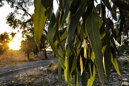 Eucalyptus 在山上叶子的纹理药品皮肤草本绿色阳光植物呼吸森林胶树天空图片