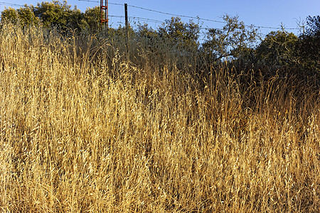 西班牙安达卢西亚一个村庄的谷物田拖拉机面包金子晴天平原太阳耳朵农场季节收成图片