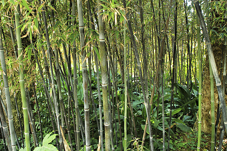 花园中的尼格拉竹林Nigra植物生物芦苇黑质管子热带竹子叶子园艺生长图片