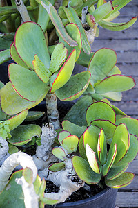 前卫的子叶植物环境植物学季节植物群耳朵叶子喇叭曲线墙纸生长图片