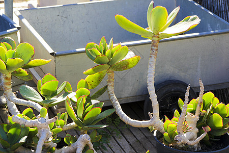 前卫的子叶植物沙漠药品喇叭曲线墙纸植物学叶子耳朵季节植物群图片