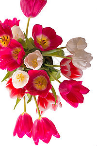 许多美丽的郁金香与叶子在透明背景上隔离的玻璃花瓶中 带有新鲜春花的水平照片 适合任何节日设计横幅假期装饰庆典花束季节花瓣植物风格图片