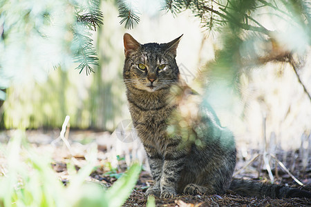 内家猫咪探索太阳小狗警报荒野小猫食物猫科猫食眼睛毛皮图片