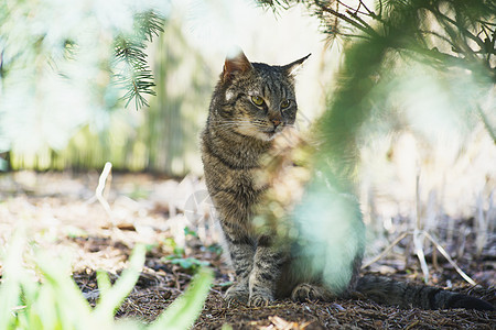 内家猫咪探索荒野猫食纯种猫宠物警报食物毛皮小猫哺乳动物幸福图片