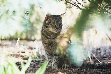 内家猫咪探索幸福花园小狗毛皮动物猫科警报小猫食物纯种猫图片