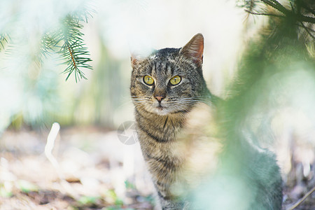 内家猫咪探索哺乳动物荒野宠物警报猫食动物太阳猫科纯种猫花园图片