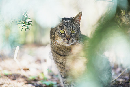 内家猫咪探索猫科小猫花园动物眼睛猫食纯种猫警报毛皮小狗图片