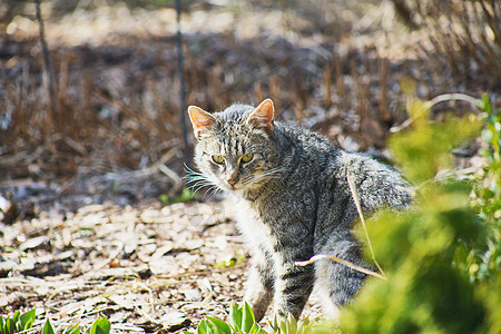 内家猫咪探索动物小狗猫科猫食宠物眼睛食物花园警报纯种猫图片