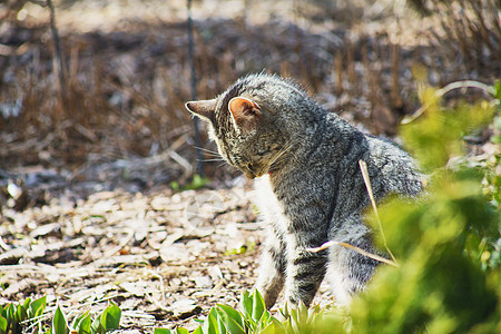内家猫咪探索猫科荒野宠物眼睛纯种猫哺乳动物警报幸福小狗花园图片